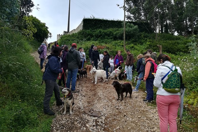 Discover Sintra's Hidden Trails: A Unique Hiking Experience - Price and Logistics: $78.19, Carcavelos Start, and Pickup Options