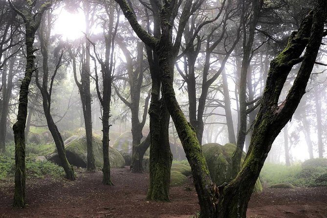 Private Evening Walk Inside the Forest: "Sintra Mountains Inbetween Wolves" - Getting there and back: pickup by car, then back to the station