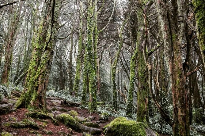 Private Evening Walk Inside the Forest: "Sintra Mountains Inbetween Wolves" - The Sintra Mountains segment: a ~5 km walk with stories, stars, and uneven footing